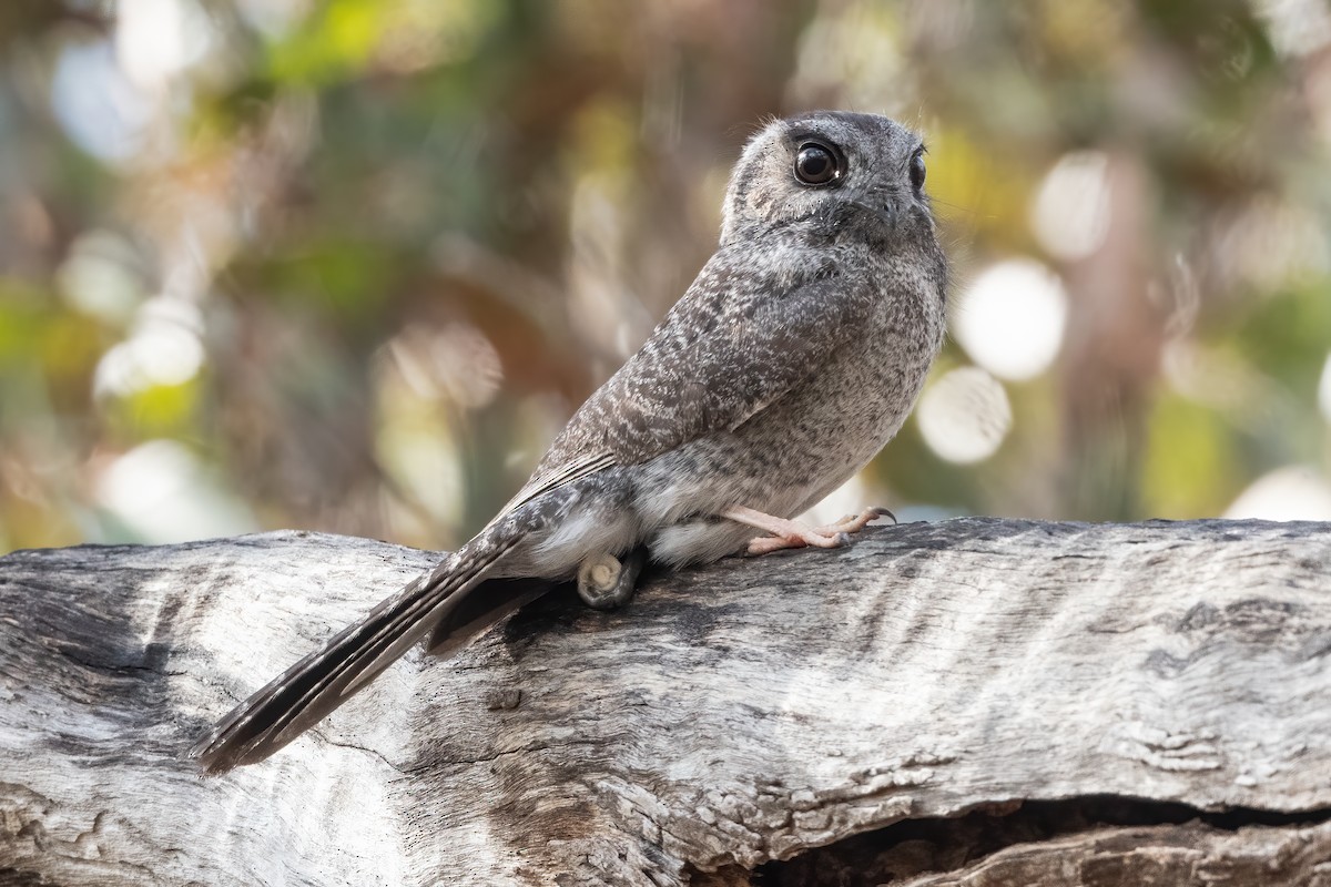 Australian Owlet-nightjar - ML624174718