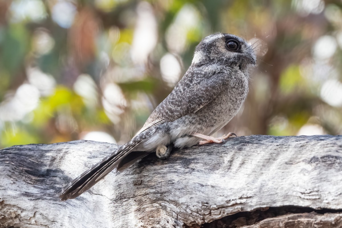 Australian Owlet-nightjar - ML624174720