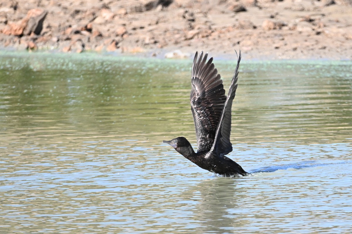 Little Black Cormorant - ML624174728