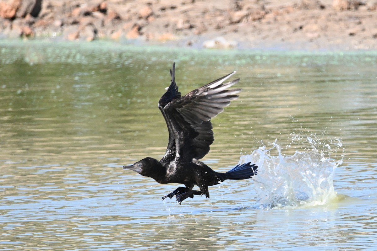 Little Black Cormorant - ML624174729