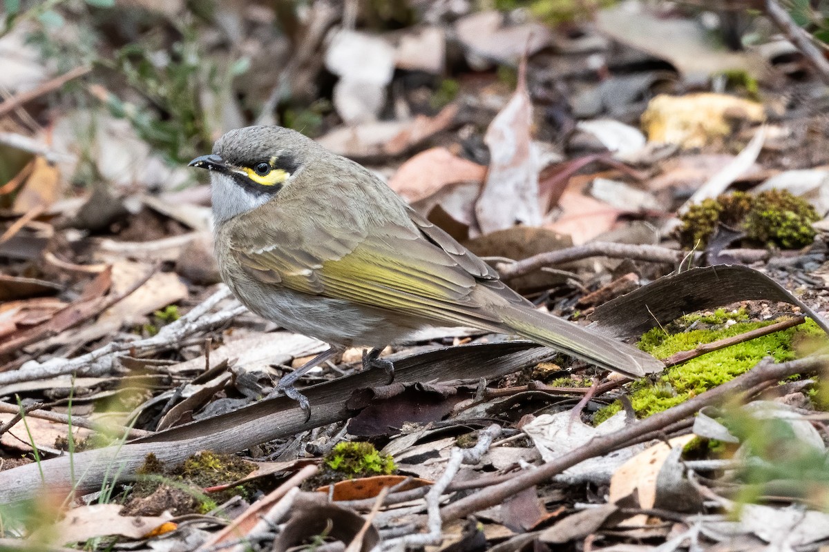 Yellow-faced Honeyeater - ML624174735