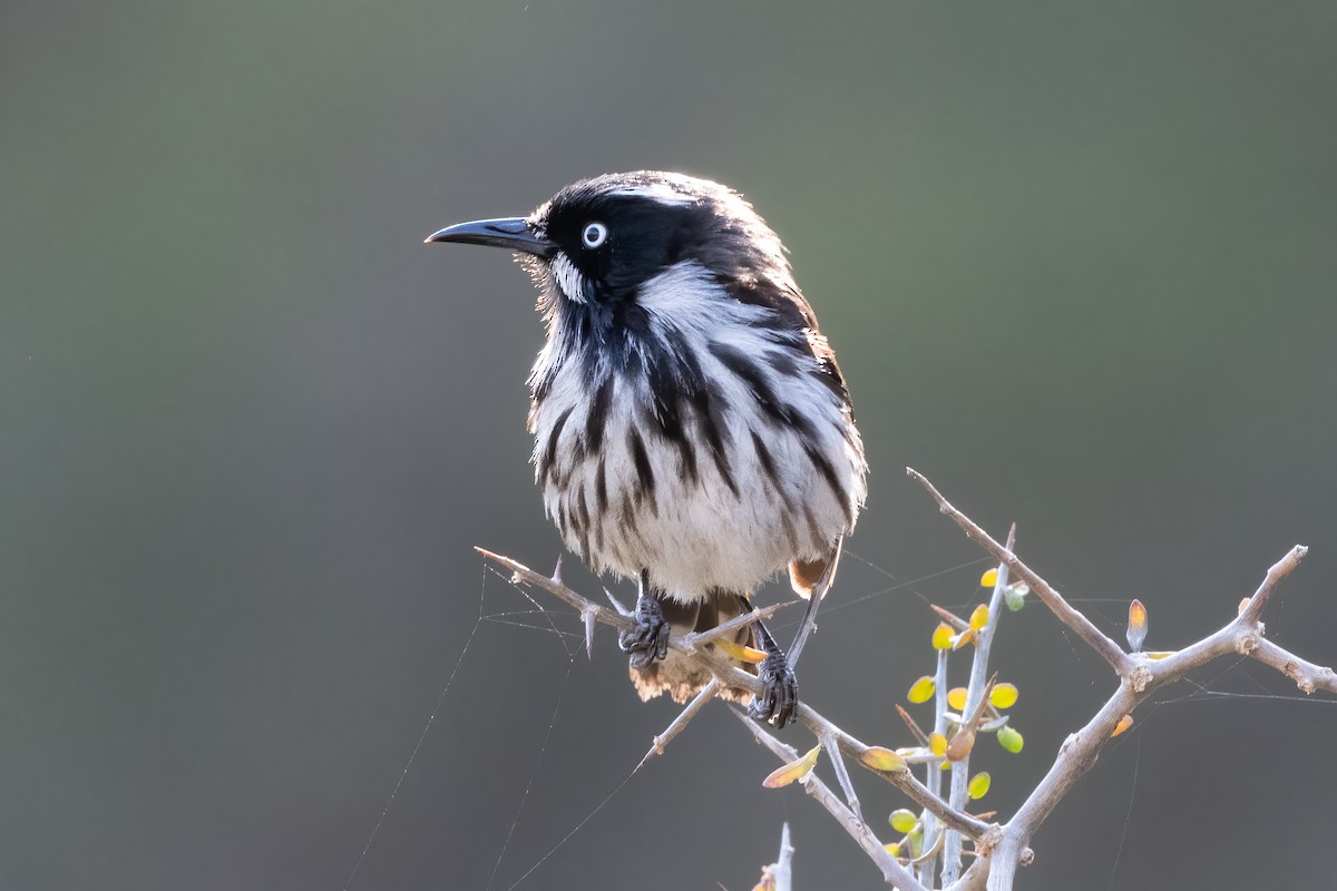 New Holland Honeyeater - ML624174738