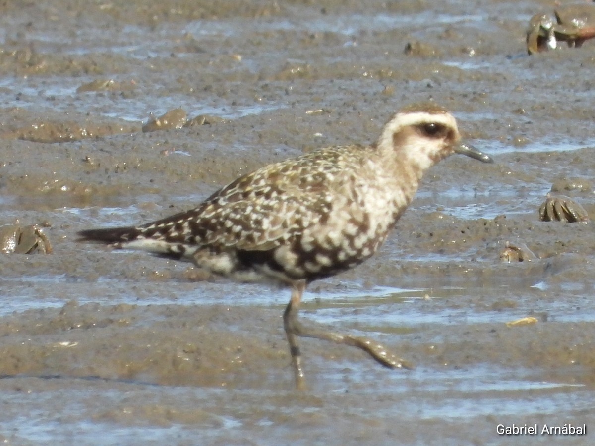 American Golden-Plover - Gabriel Arnábal