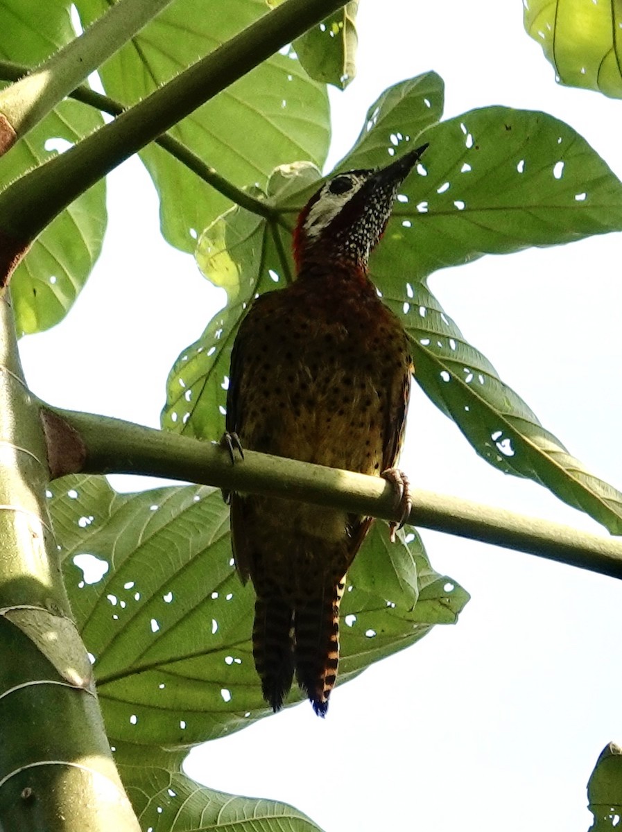 Spot-breasted Woodpecker - ML624174825