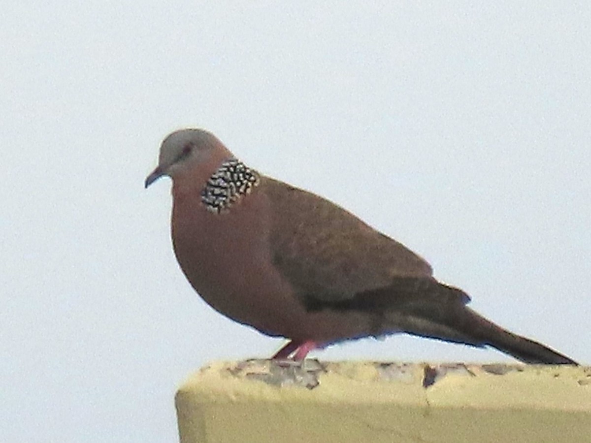 Spotted Dove - ML624174838