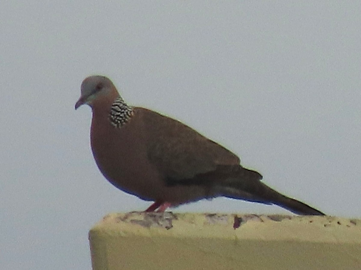 Spotted Dove - ML624174841