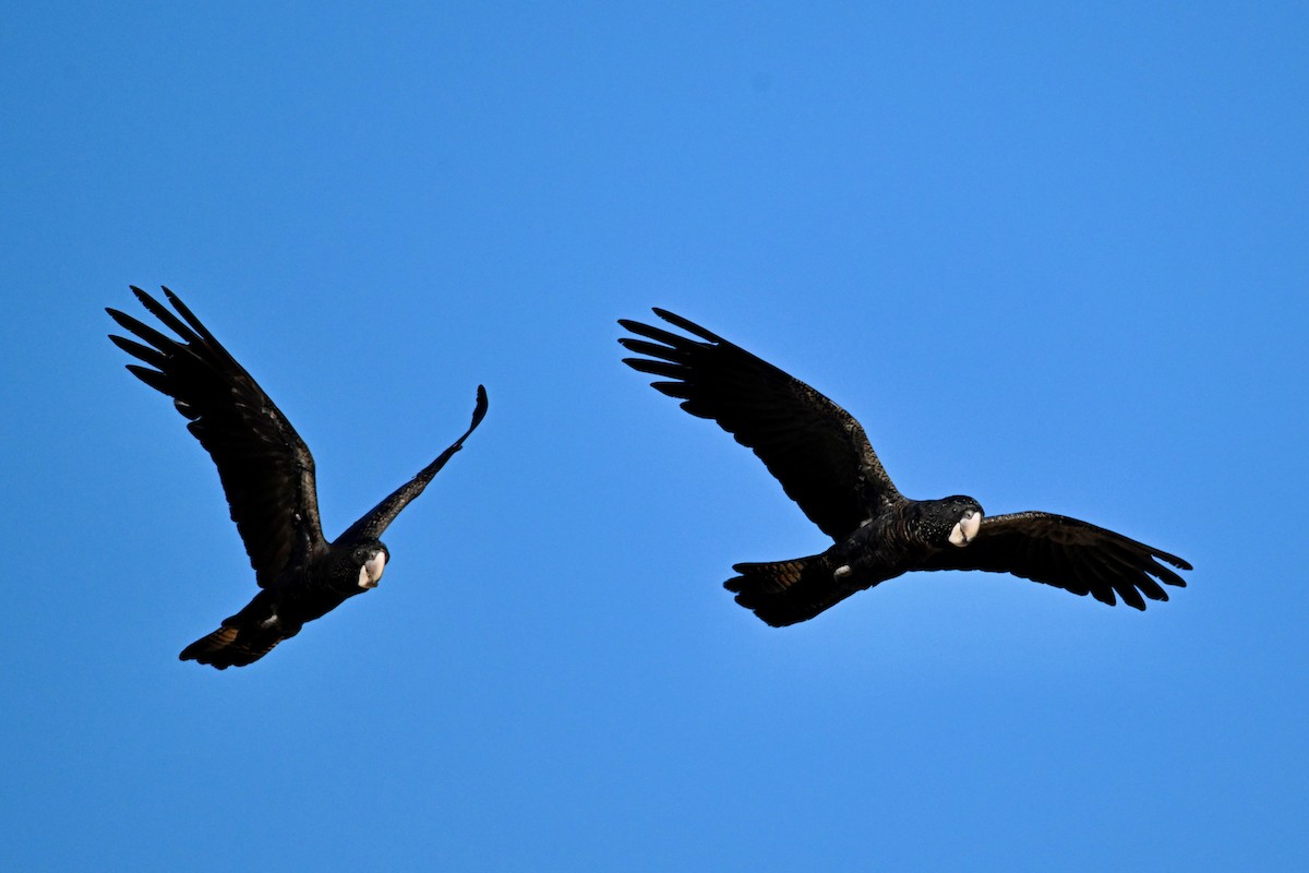 Red-tailed Black-Cockatoo - ML624174847