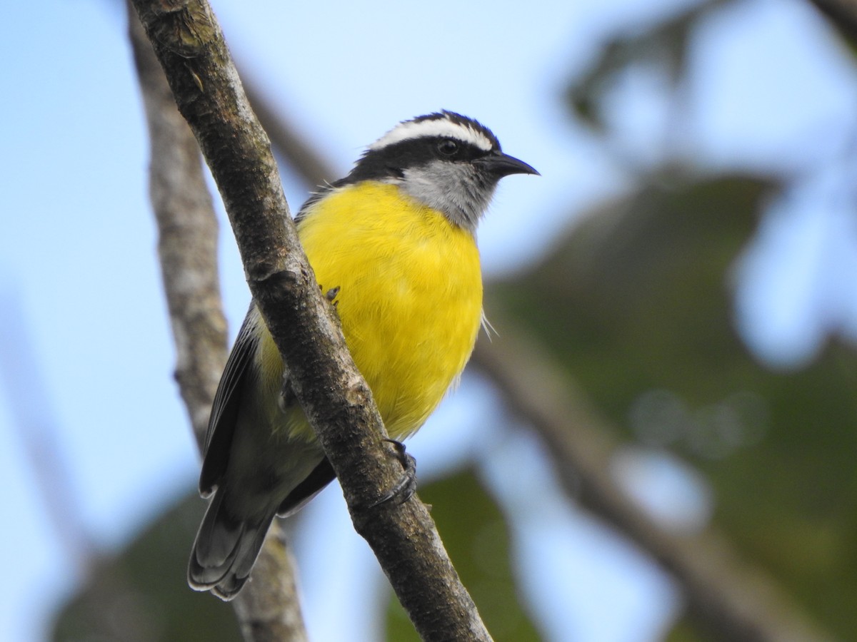 Bananaquit - ML624174848