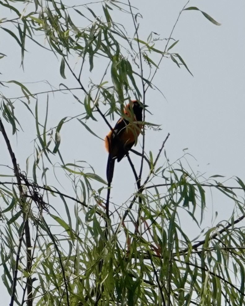 Orange-backed Troupial - Jill Punches