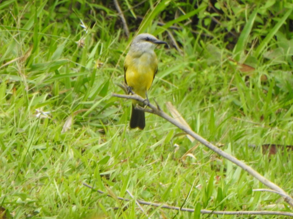 Tropical Kingbird - ML624174862