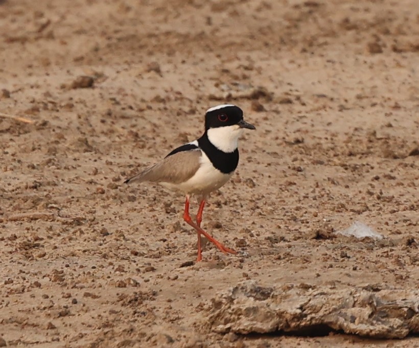 Pied Plover - Dawn Lloyd