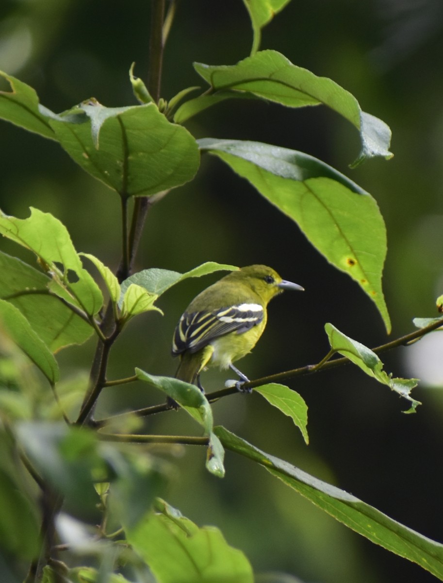 Garteniora - ML624174873