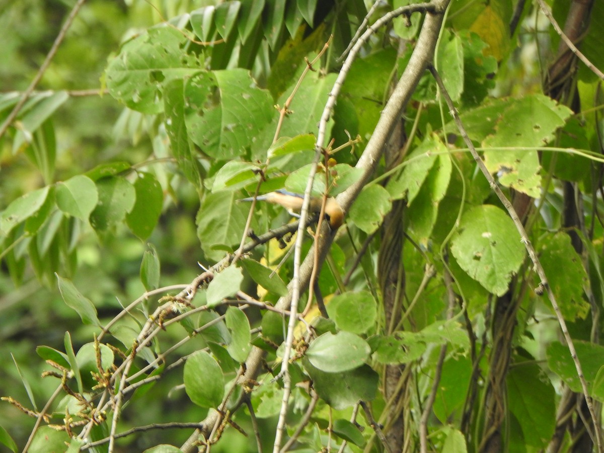 Burnished-buff Tanager - ML624174877