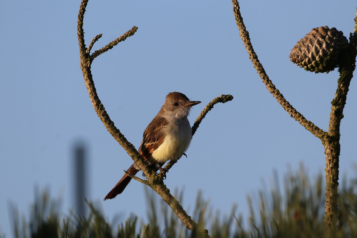 Ash-throated Flycatcher - ML624174878