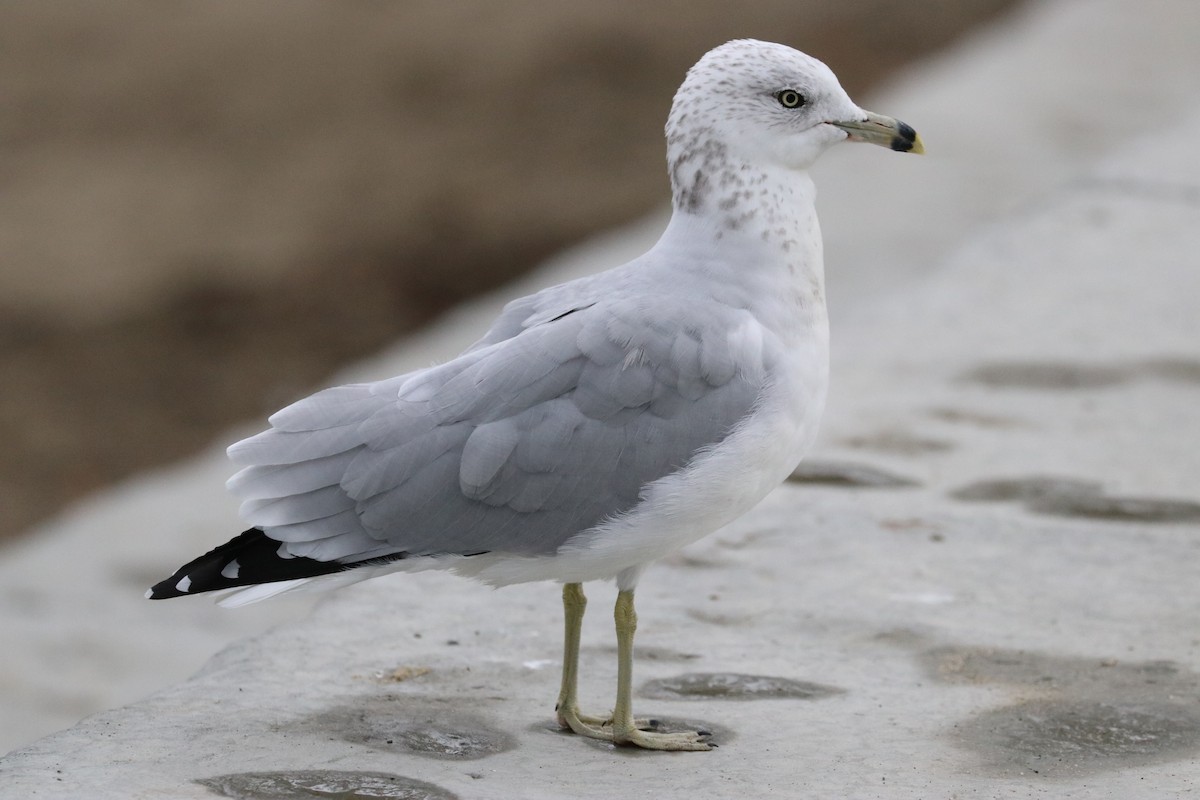 Ring-billed Gull - ML624174879