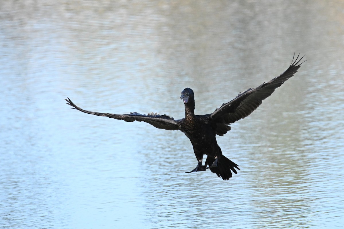 Little Black Cormorant - ML624174890