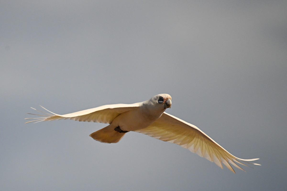 Little Corella - ML624174897