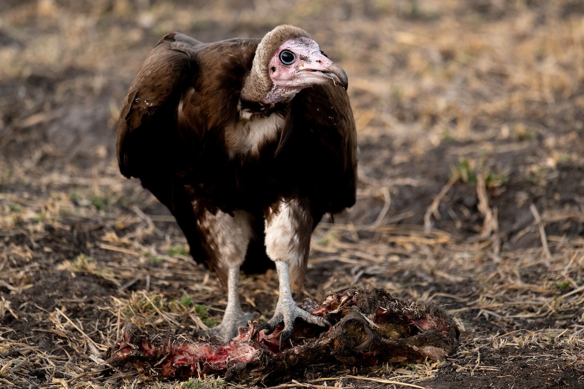 Hooded Vulture - Jan Fernando