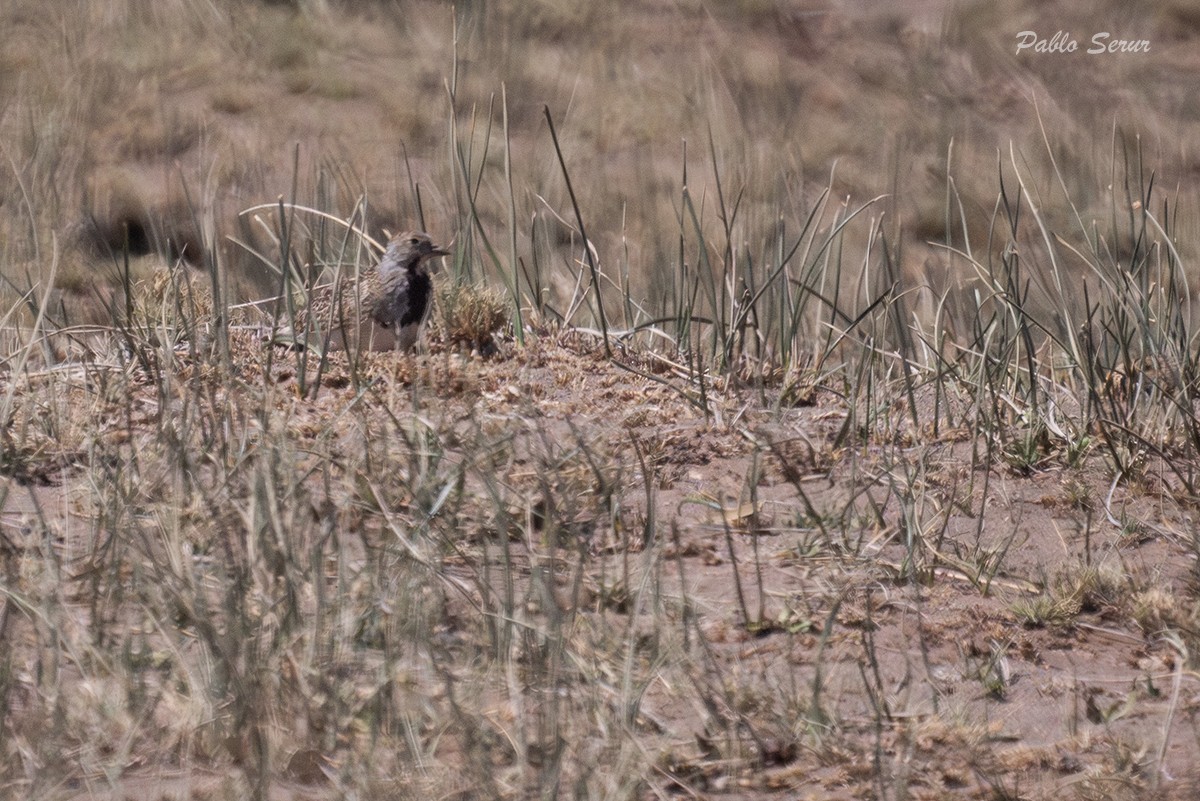 Least Seedsnipe - ML624174937