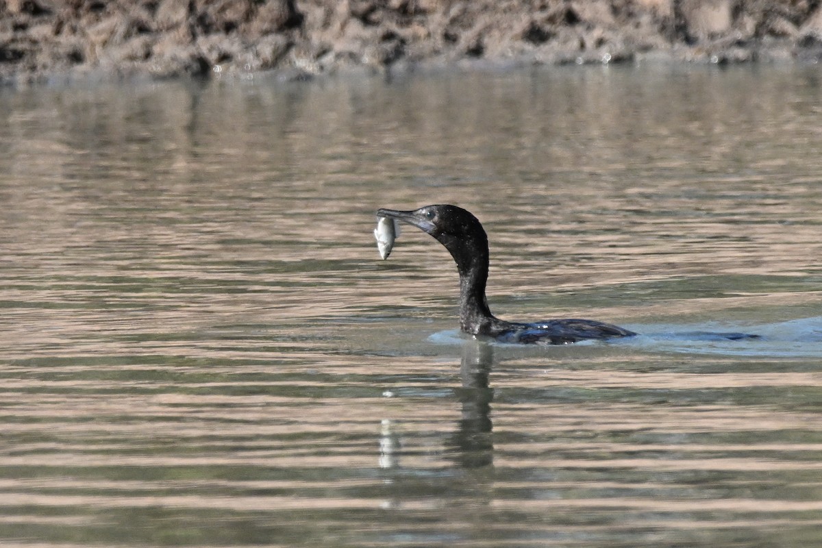 Little Black Cormorant - ML624174953