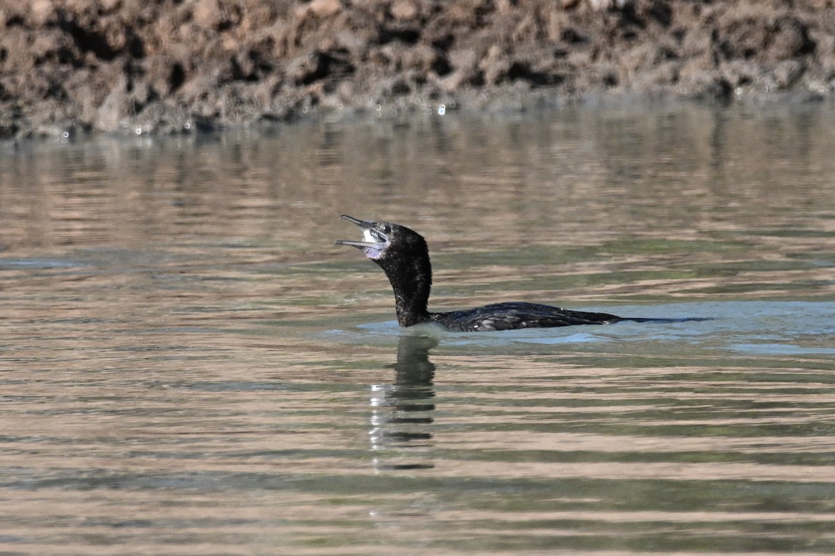 Little Black Cormorant - ML624174955