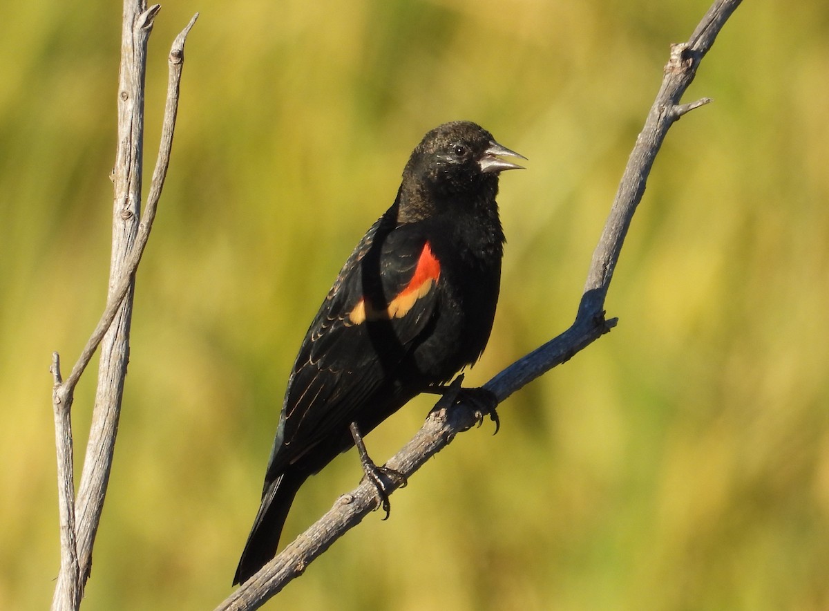 Red-winged Blackbird - ML624174969