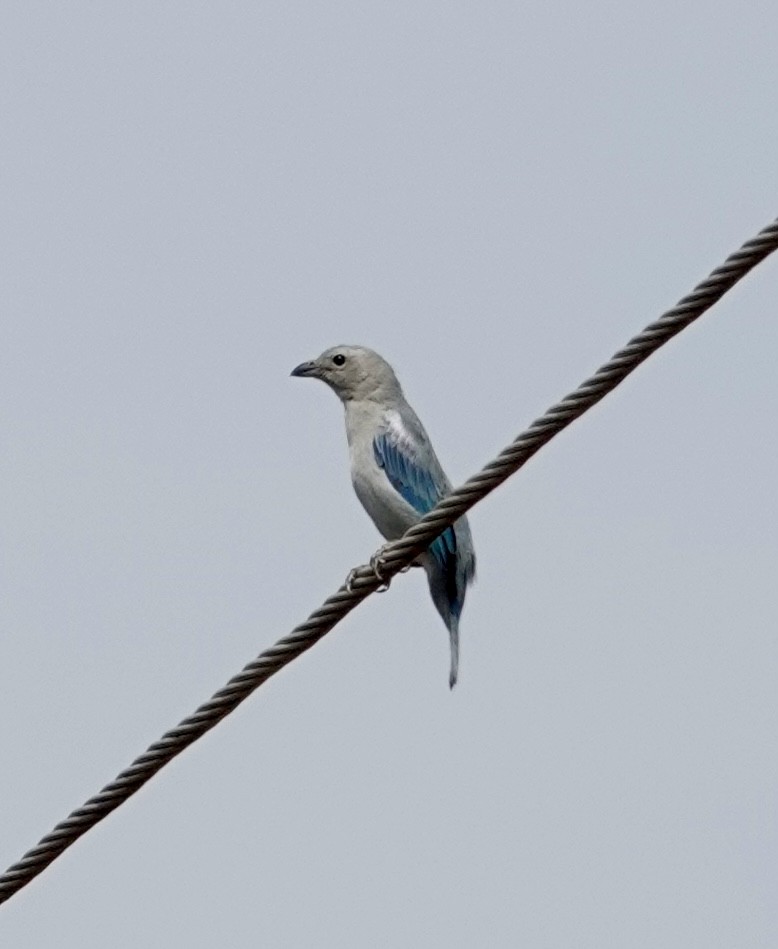 Blue-gray Tanager - ML624175003