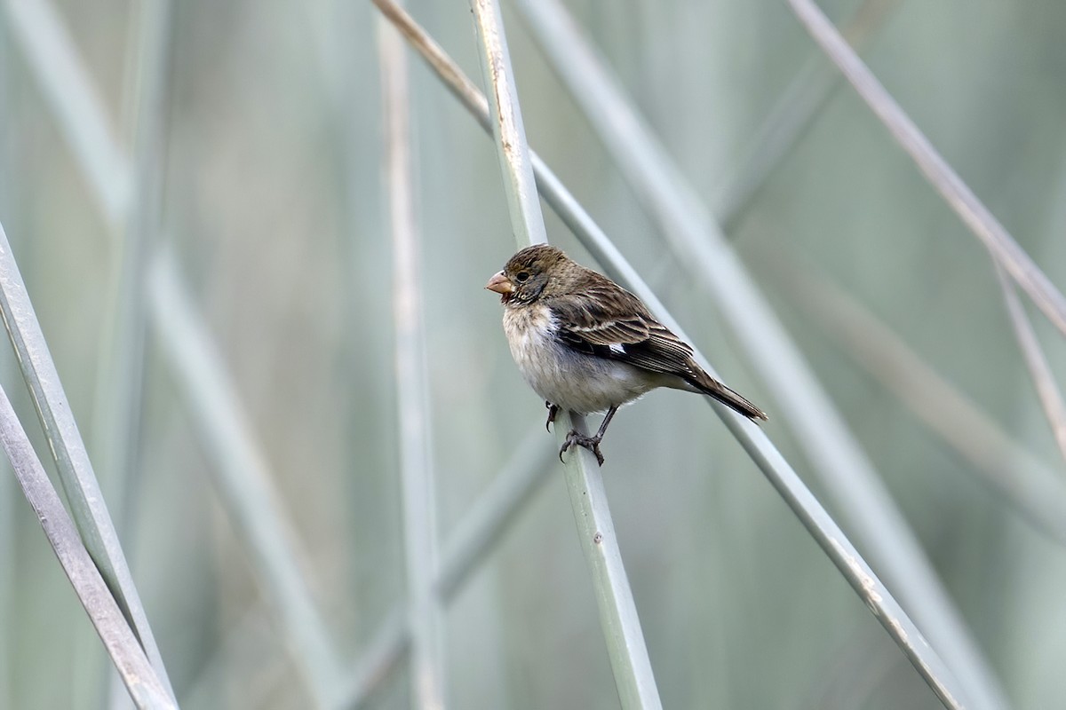 Chestnut-throated Seedeater - ML624175007