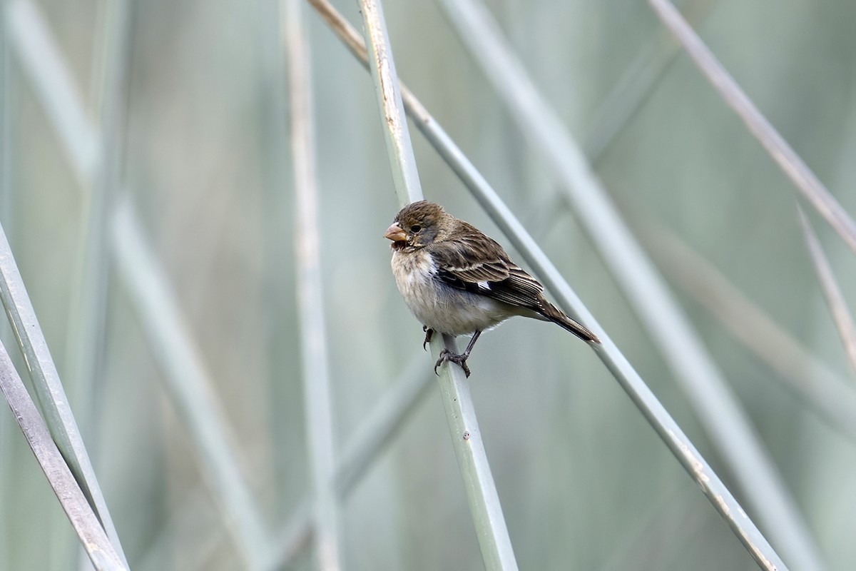 Chestnut-throated Seedeater - ML624175009