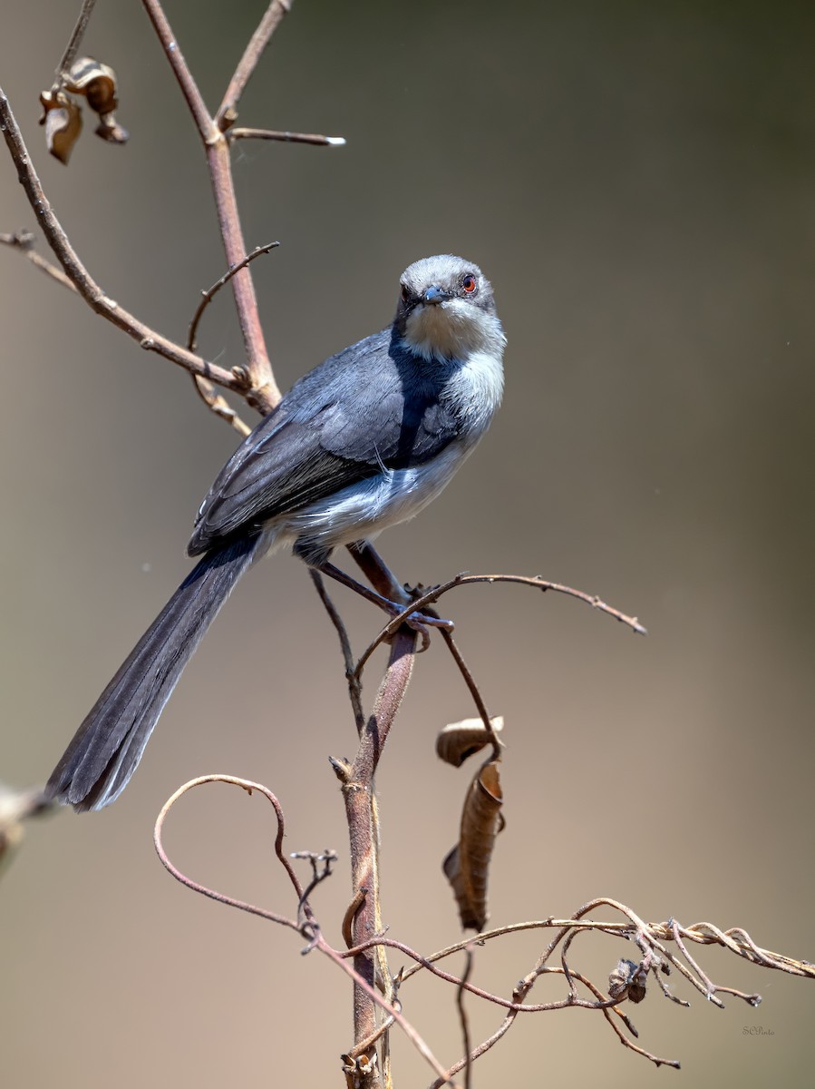 Gray Apalis (Angola) - ML624175011