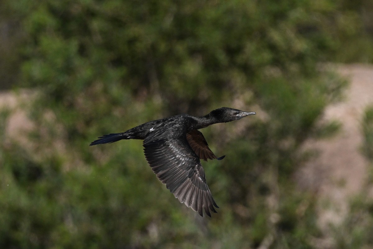 Little Black Cormorant - ML624175015