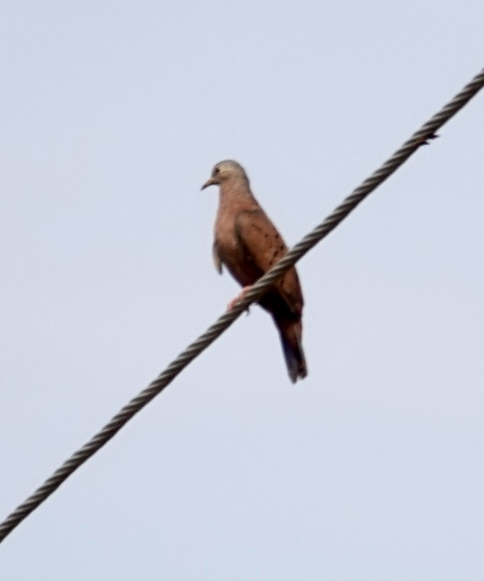 Ruddy Ground Dove - ML624175018