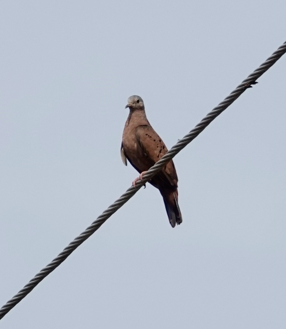 Ruddy Ground Dove - Jill Punches