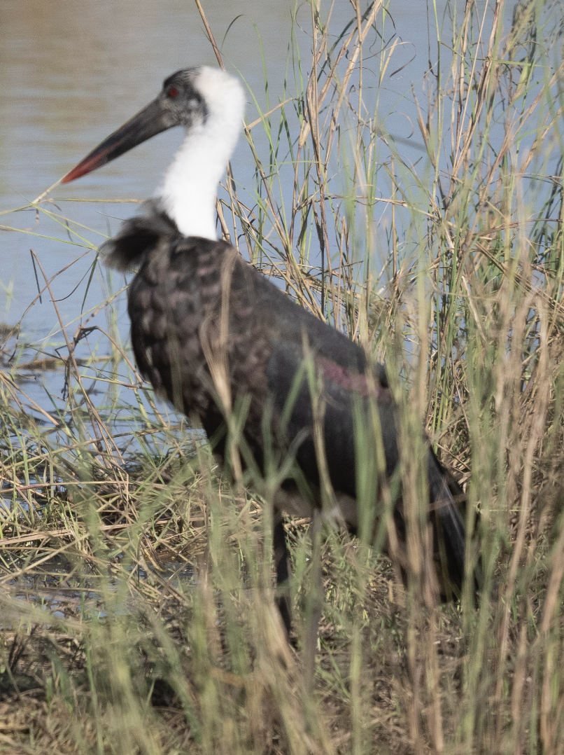 African Woolly-necked Stork - Anonymous