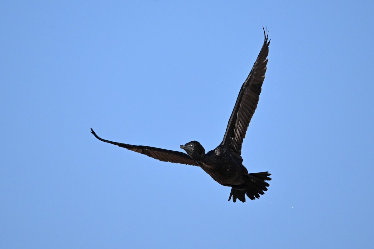 Little Black Cormorant - ML624175030