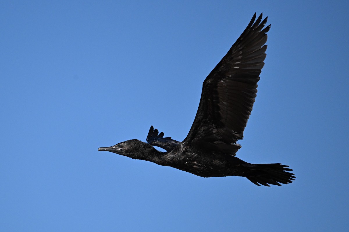 Little Black Cormorant - ML624175032