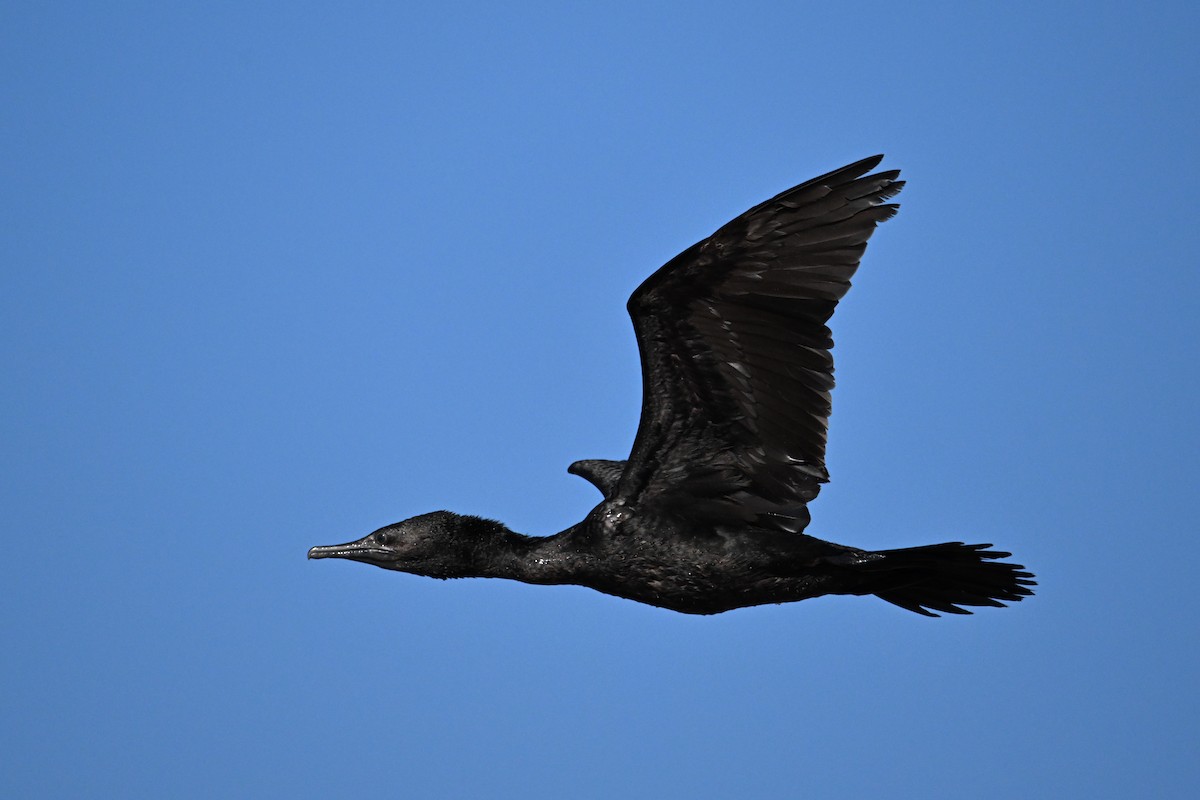 Little Black Cormorant - ML624175040