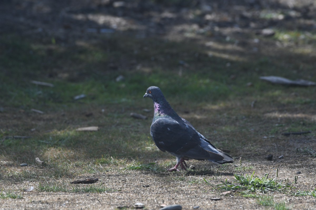 Rock Pigeon (Feral Pigeon) - ML624175044