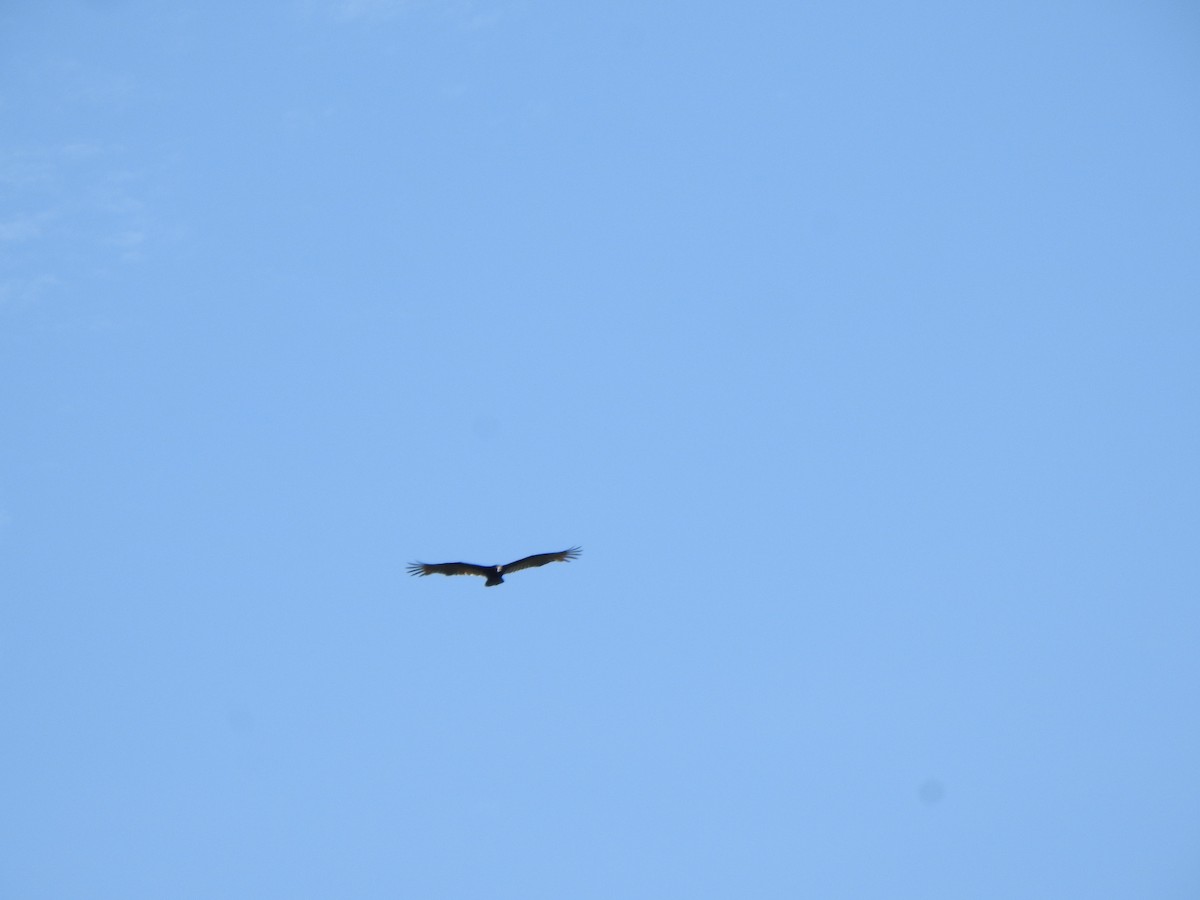 Turkey Vulture - ML624175046