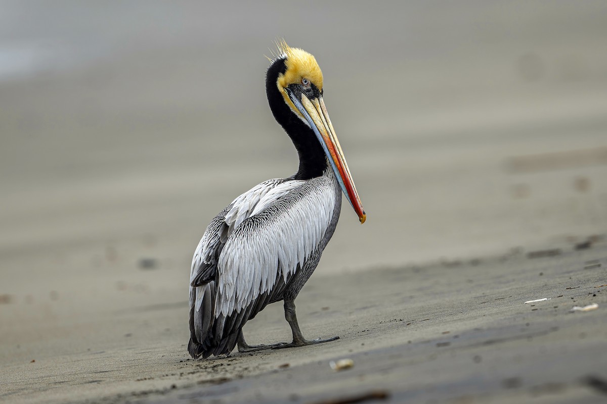 Peruvian Pelican - ML624175053