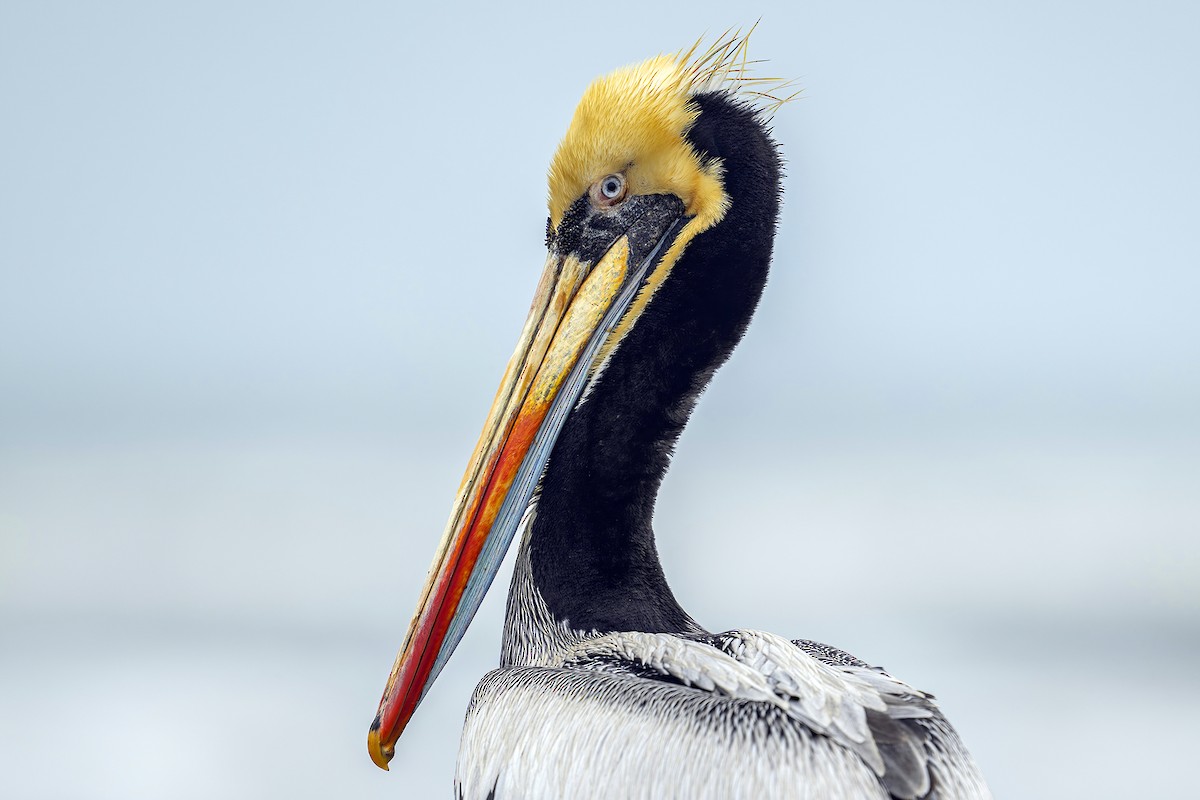 Peruvian Pelican - ML624175054