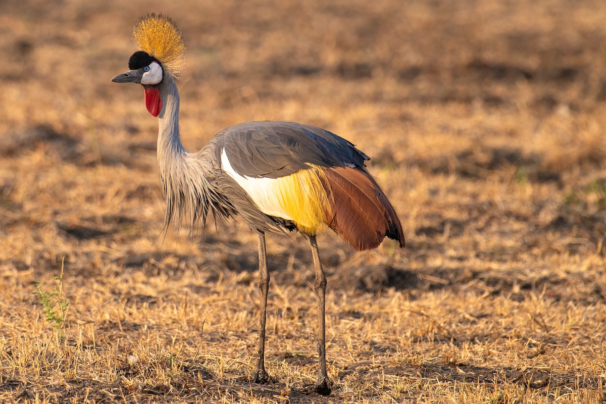 Gray Crowned-Crane - ML624175062