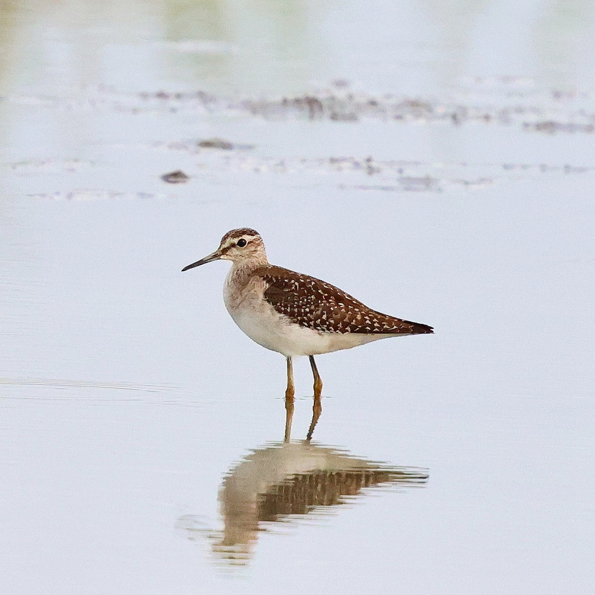 Wood Sandpiper - ML624175074