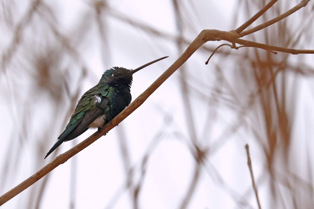 Colibrí de Barbijo - ML624175093