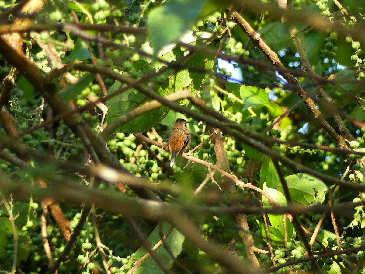 Gray-chinned Hermit - ML624175097