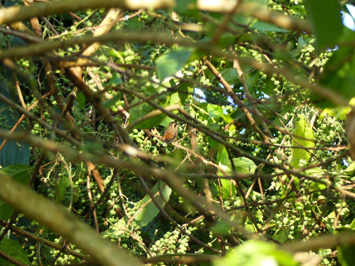 Gray-chinned Hermit - ML624175098