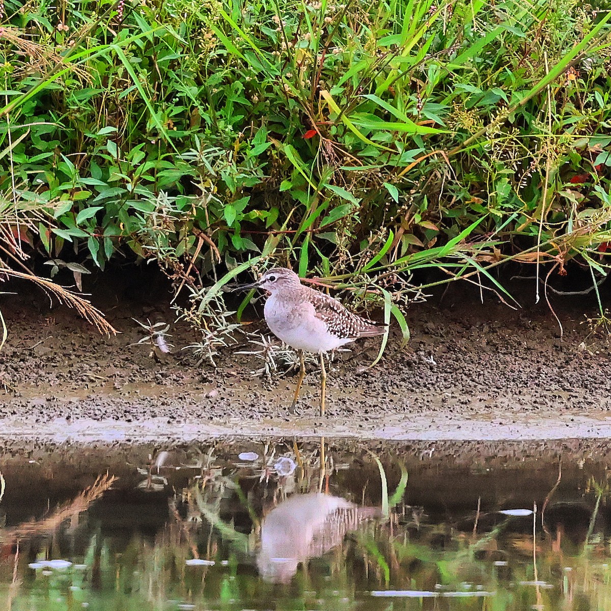 Wood Sandpiper - ML624175100