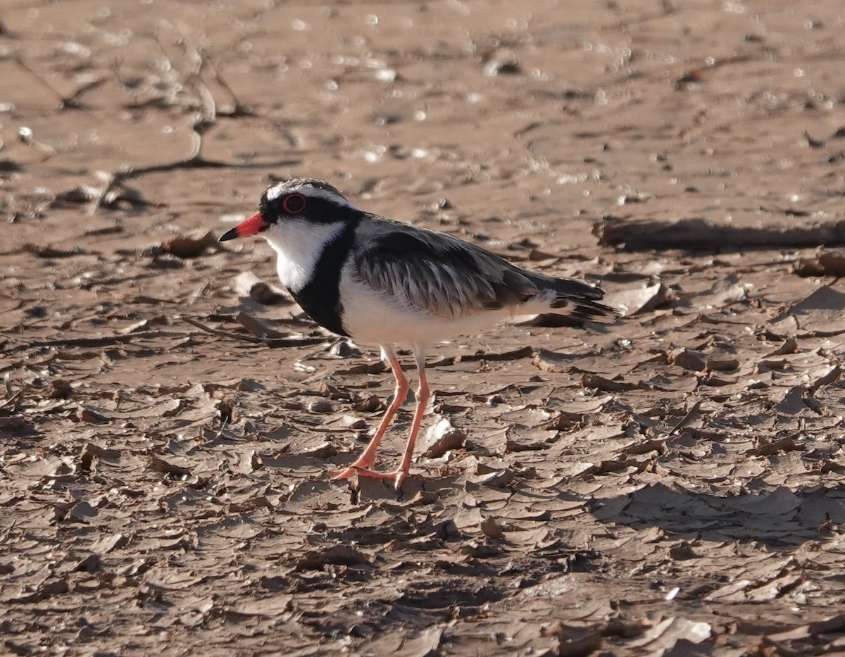 Black-fronted Dotterel - ML624175109