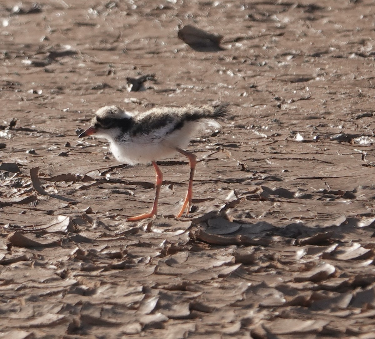 Black-fronted Dotterel - ML624175116