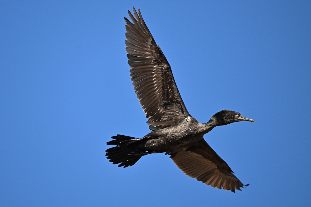 Little Black Cormorant - Alfred & Hidi Lau